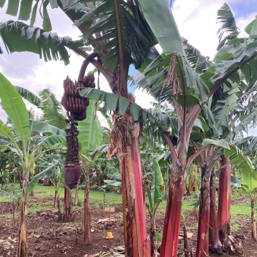 Vörös héjú banán - Musa acuminata 'Red Dacca'