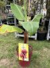 Vörös héjú banán - Musa acuminata 'Red Dacca'