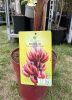 Vörös héjú banán - Musa acuminata 'Red Dacca'