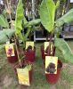 Vörös héjú banán - Musa acuminata 'Red Dacca'