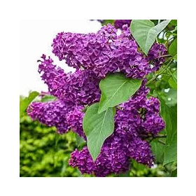 Orgona - Syringa vulgaris "Charles Joly"