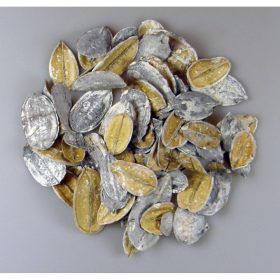 Őznyelv / Asa barata - mini - zúzmarás