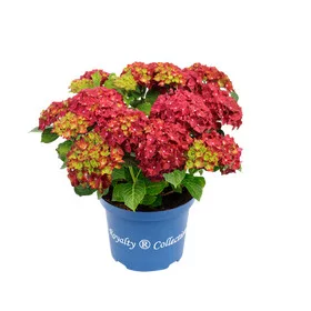 Kerti hortenzia  - Royalty Collection " Green Flair Red"