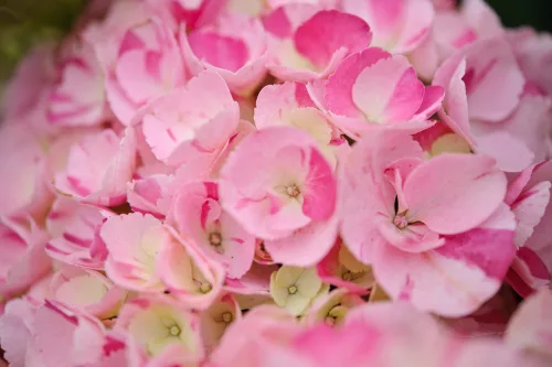 Kerti hortenzia  - Hydrangea Macrophylla "Dancing Angel' Sweet Fantasy 