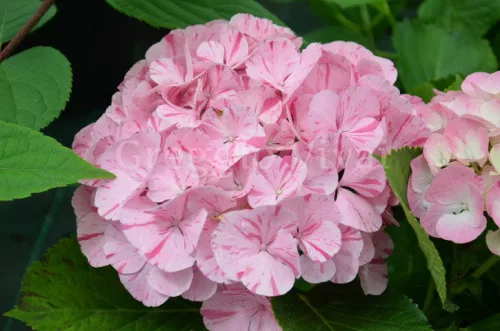 Kerti hortenzia  - Hydrangea Macrophylla "Dancing Angel' Sweet Fantasy 