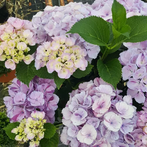 Kerti hortenzia  - Hydrangea Macrophylla "Dancing Angel' Sweet Fantasy 