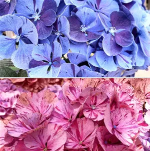 Kerti hortenzia  - Hydrangea Macrophylla "Dancing Angel' Sweet Fantasy 
