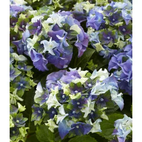 Kerti hortenzai  - Royalty Collection " Lady Mata Hary Blue"