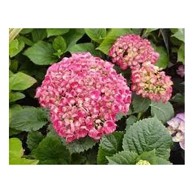 Kerti hortenzai  - Royalty Collection " Rosie Pink"