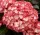 Kerti-hortenzai-Royalty-Collection-Beauty-of-Boscoop