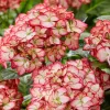 Kerti-hortenzai-Royalty-Collection-Beauty-of-Boscoop