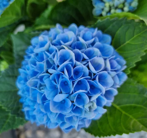 Kerti hortenzai  - Magical Revolution Blue 