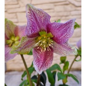   Keleti hunyor - Helleborus Orientalis - Lilásan erezett virággal