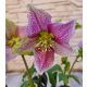 Keleti hunyor - Helleborus Orientalis - Lilásan erezett virággal