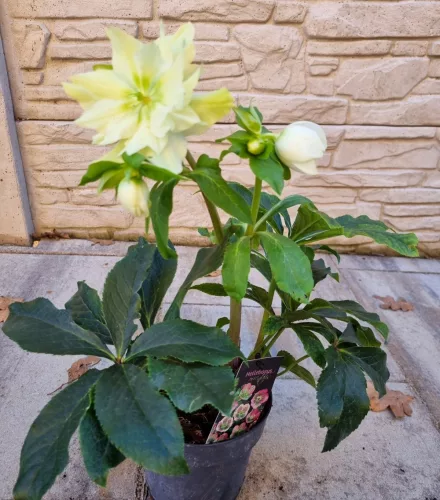 Keleti hunyor - Helleborus Orientalis "Xanthia"