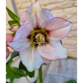 Keleti hunyor - Helleborus Orientalis "Tamar"