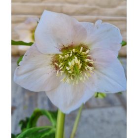 Keleti hunyor - Helleborus Orientalis "Claudia"