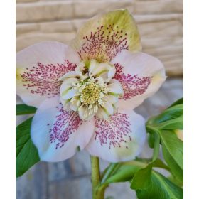   Hunyor - Helleborus x hibridus Frostkiss " White Tutu"