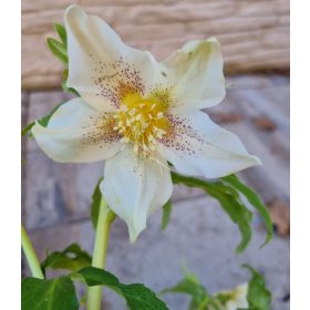 Keleti hunyor - Helleborus Orientalis - Krémfehér