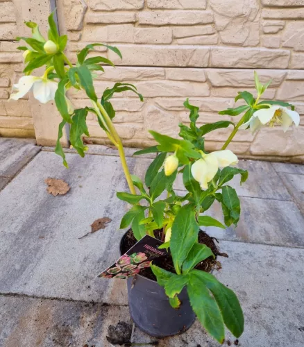 Keleti hunyor - Helleborus Orientalis - Krémfehér