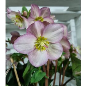 Hunyor - Helleborus HGC Ice n 'Roses'  Rose