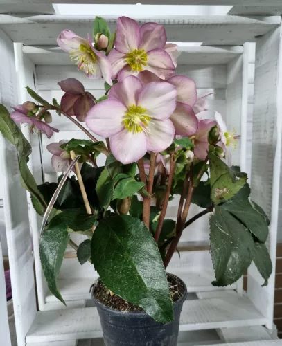 Hunyor - Helleborus HGC Ice n 'Roses'  Rose