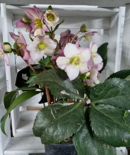 Hunyor - Helleborus HGC Ice n 'Roses'  Rose