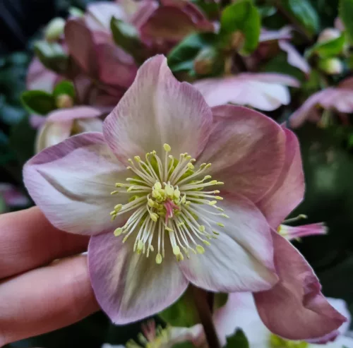 Hunyor - Helleborus HGC Ice n 'Roses'  Rose