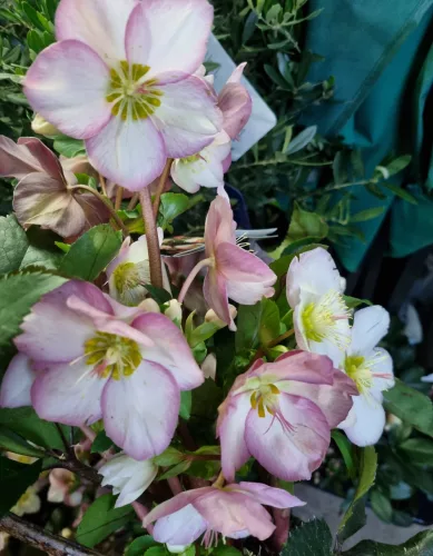 Hunyor - Helleborus HGC Ice n 'Roses'  Rose