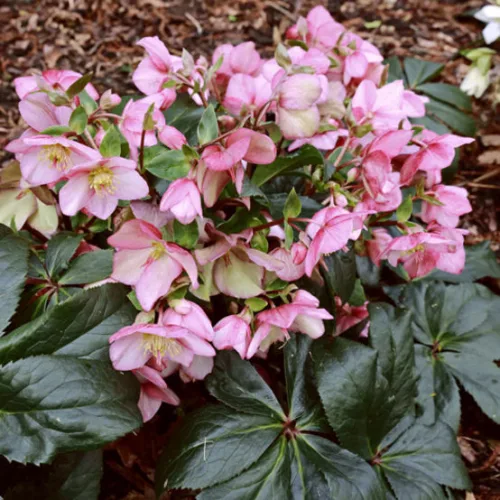 Hunyor - Helleborus HGC Ice n 'Roses'  Rose
