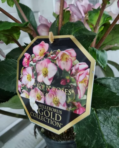Hunyor - Helleborus HGC Ice n 'Roses'  Rose