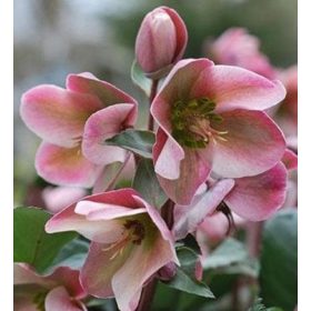 Hunyor - Helleborus x Ericsmithii "Angel Glow"