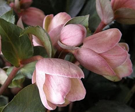 Hunyor - Helleborus x Ericsmithii "Angel Glow"