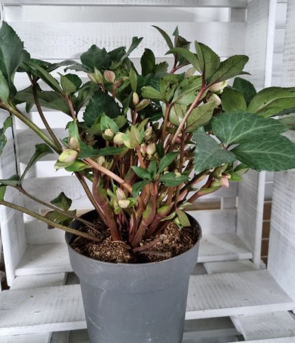 Hunyor - Helleborus x Ericsmithii "Angel Glow"