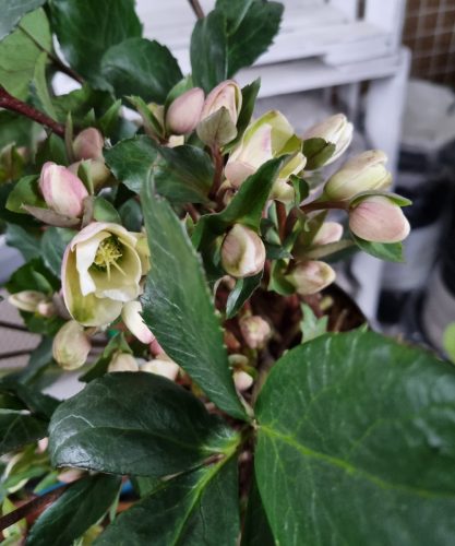Hunyor - Helleborus x Ericsmithii "Angel Glow"
