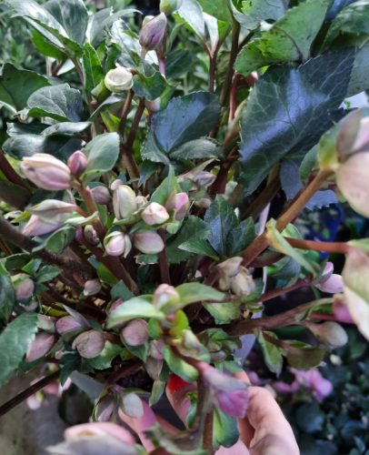 Hunyor - Helleborus x Ericsmithii "Angel Glow"