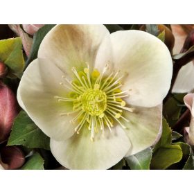 Hunyor - Helleborus HGC Malory