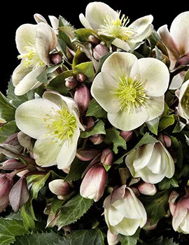 Hunyor - Helleborus HGC Malory