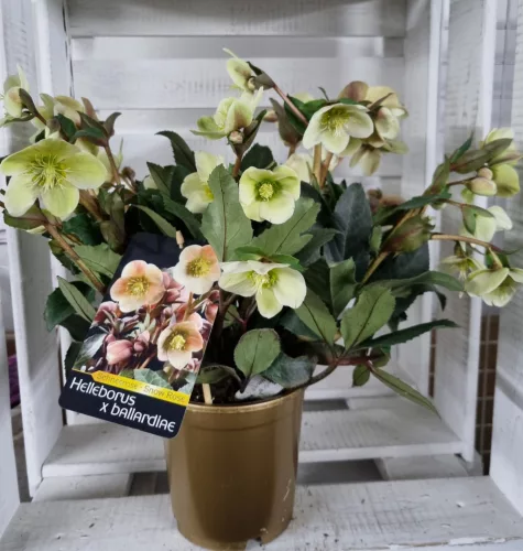 Hunyor - Helleborus HGC Malory