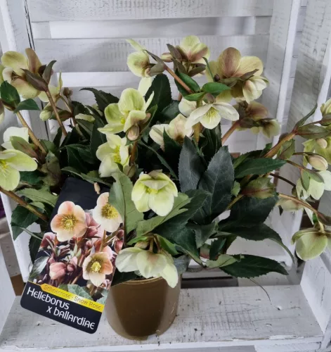 Hunyor - Helleborus HGC Malory