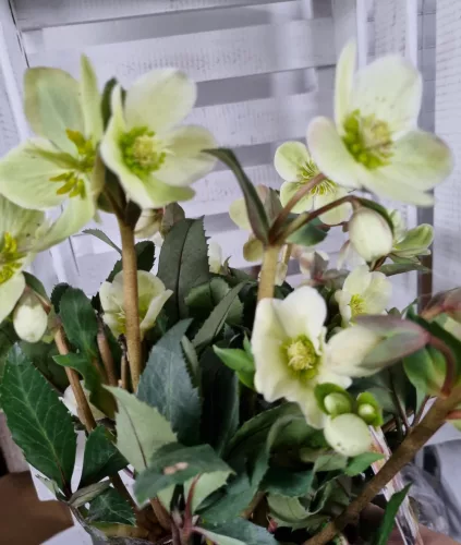 Hunyor - Helleborus HGC Malory