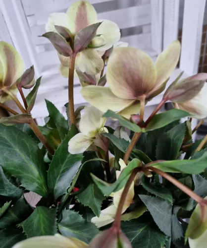 Hunyor - Helleborus HGC Malory