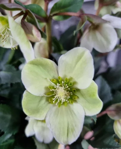 Hunyor - Helleborus HGC Malory