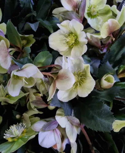 Hunyor - Helleborus HGC Malory