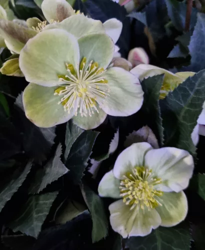 Hunyor - Helleborus HGC Malory