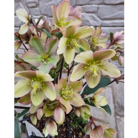 Hunyor - Helleborus HGC Camelot