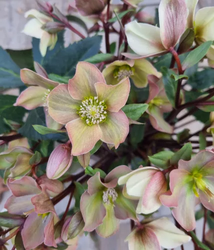 Hunyor - Helleborus HGC Camelot