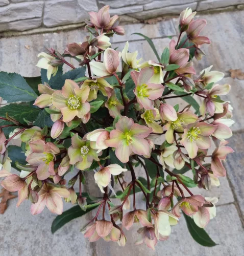 Hunyor - Helleborus HGC Camelot