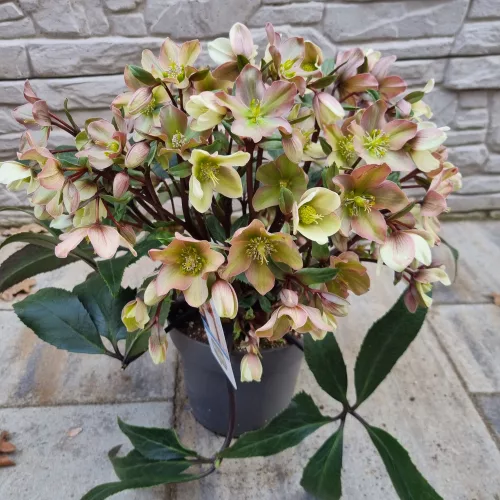 Hunyor - Helleborus HGC Camelot