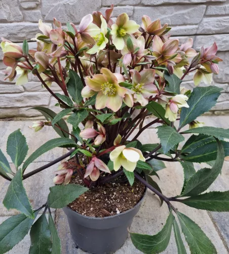 Hunyor - Helleborus HGC Camelot